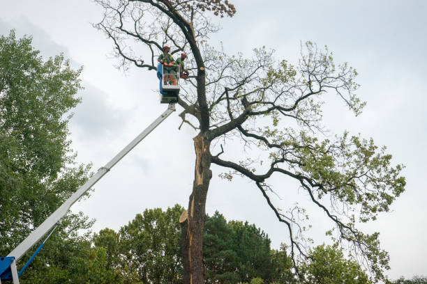 Leaf Removal in Lincolnwood, IL